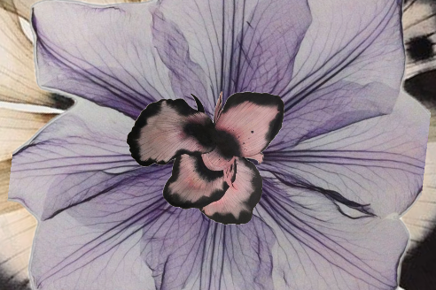 A gentle touch with a flower petal.